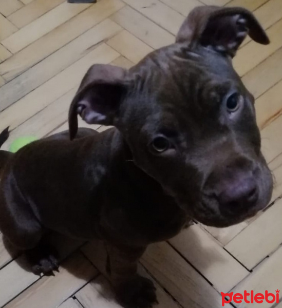 Amerikan Pitbull Terrier, Köpek  West fotoğrafı