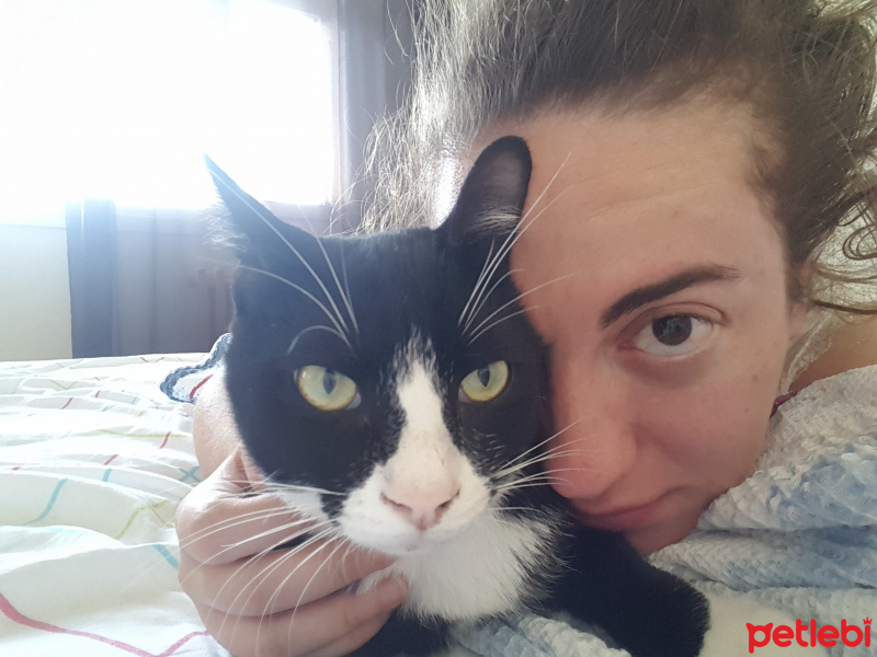 Tuxedo (Smokin) Kedi, Kedi  Şimşek fotoğrafı