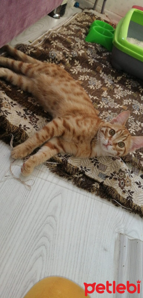 Sarman, Kedi  rüzgar fotoğrafı