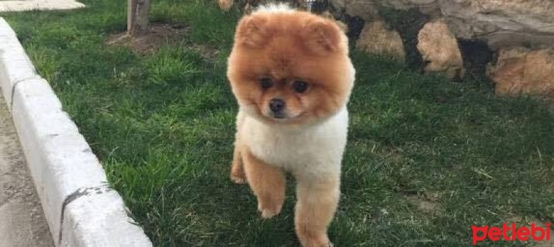 Pomeranyalı, Köpek  TEACUP  fotoğrafı