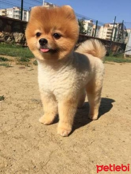 Pomeranyalı, Köpek  TEACUP  fotoğrafı