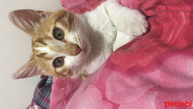 Sarman, Kedi  Kınalı fotoğrafı
