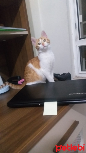 Sarman, Kedi  Kınalı fotoğrafı