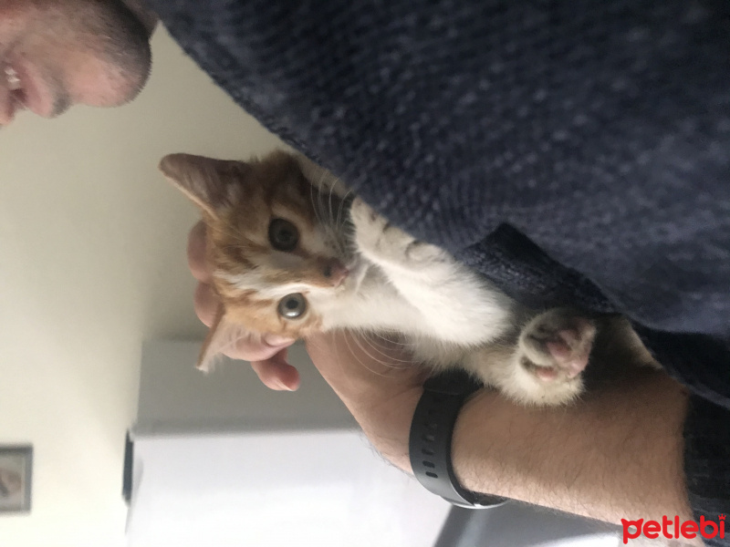Sarman, Kedi  Kınalı fotoğrafı