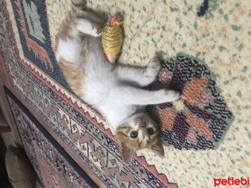 Sarman, Kedi  Kınalı fotoğrafı