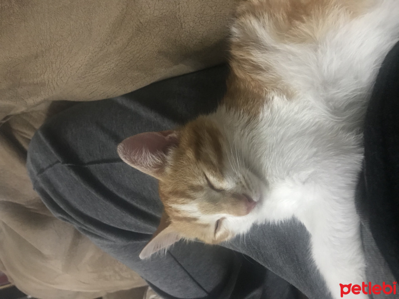 Sarman, Kedi  Kınalı fotoğrafı
