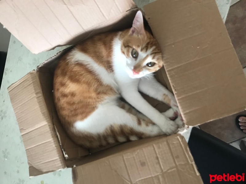 Sarman, Kedi  Kınalı fotoğrafı