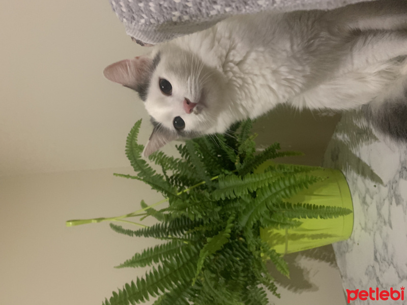 Tekir Kedi, Kedi  Luna fotoğrafı