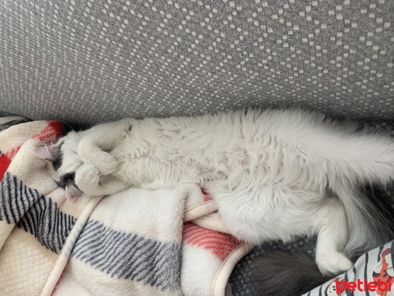 Tekir Kedi, Kedi  Luna fotoğrafı