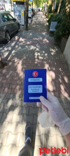 Tekir Kedi, Kedi  Katya fotoğrafı