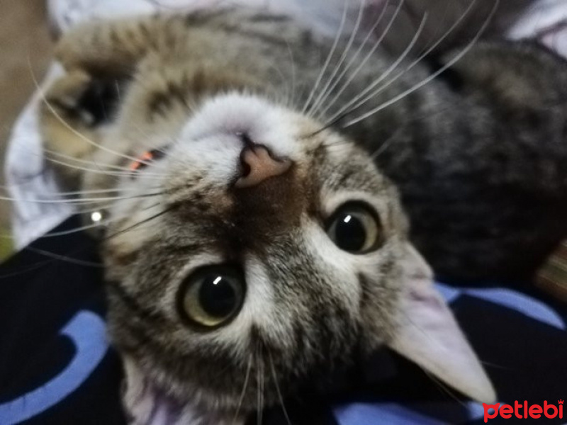 Tekir Kedi, Kedi  çakıl fotoğrafı