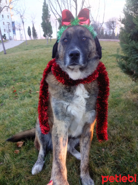 Sokö (Sokak Köpeği), Köpek  Şanslı fotoğrafı
