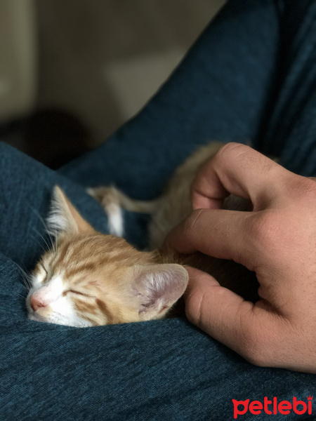 Tekir Kedi, Kedi  Elon fotoğrafı