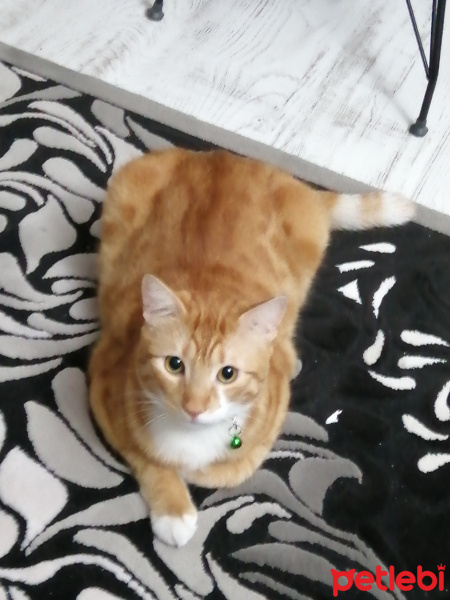 Sarman, Kedi  ARİF fotoğrafı