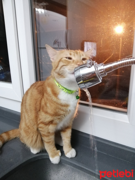 Sarman, Kedi  ARİF fotoğrafı