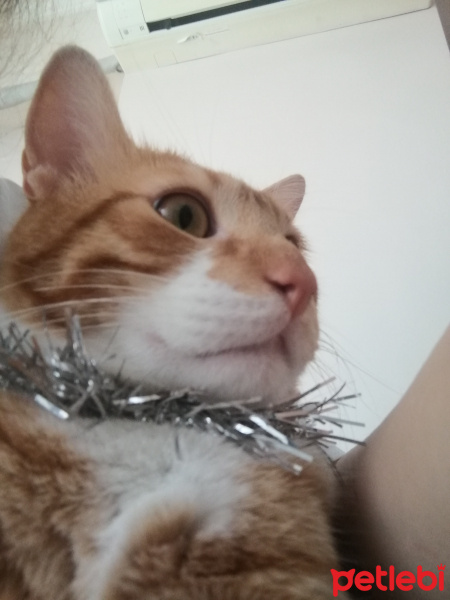 Sarman, Kedi  ARİF fotoğrafı