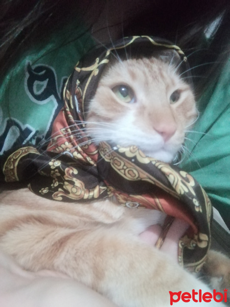 Sarman, Kedi  ARİF fotoğrafı