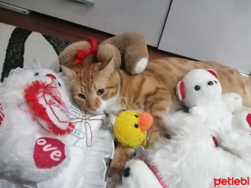 Sarman, Kedi  ARİF fotoğrafı