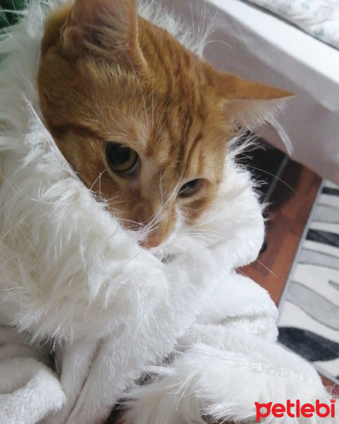 Sarman, Kedi  ARİF fotoğrafı