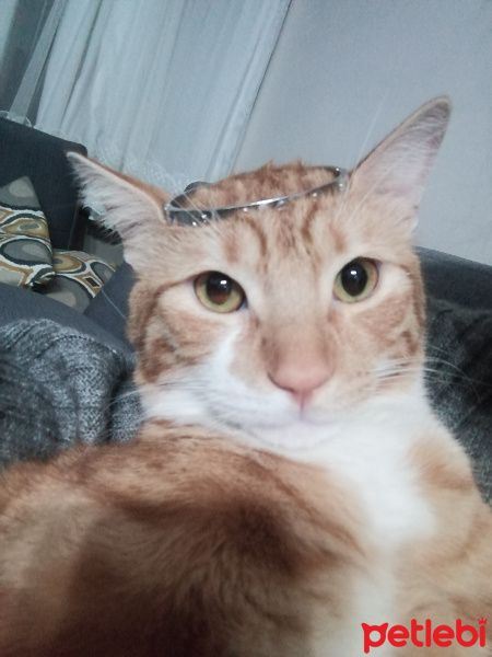 Sarman, Kedi  ARİF fotoğrafı