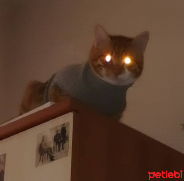 Sarman, Kedi  ARİF fotoğrafı