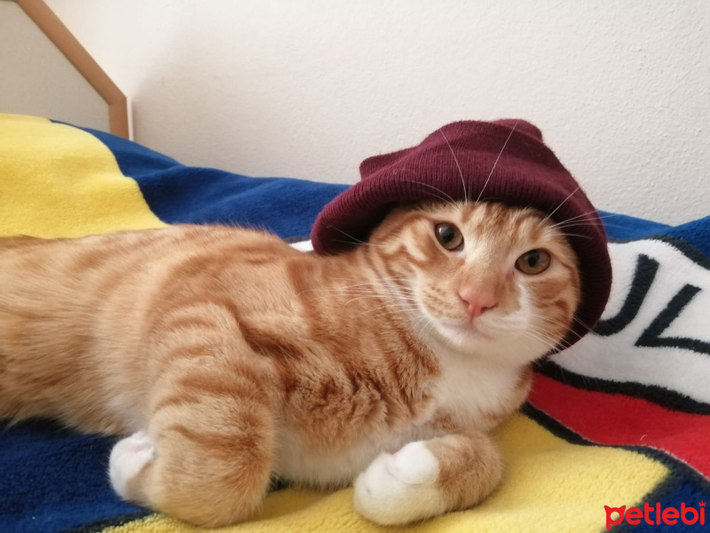 Sarman, Kedi  ARİF fotoğrafı