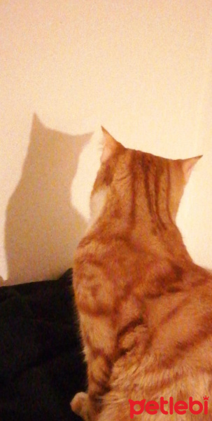 Sarman, Kedi  ARİF fotoğrafı