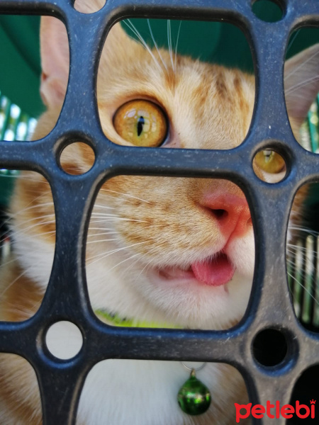 Sarman, Kedi  ARİF fotoğrafı