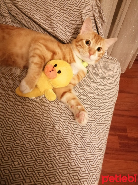 Sarman, Kedi  ARİF fotoğrafı