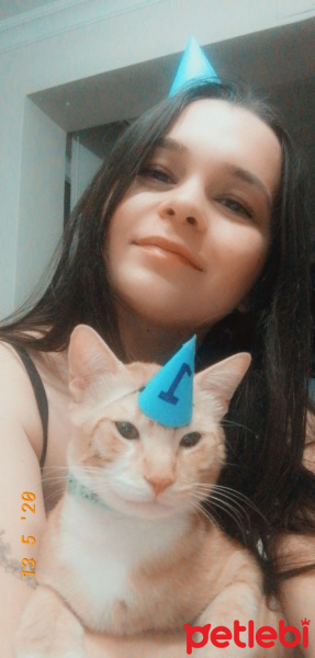 Sarman, Kedi  ARİF fotoğrafı