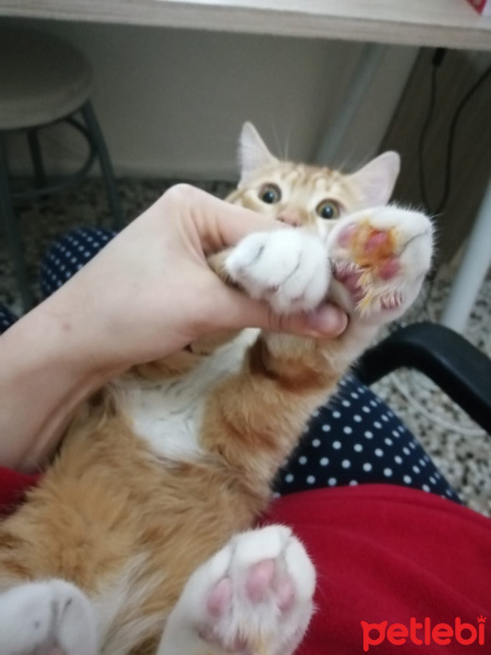 Sarman, Kedi  ARİF fotoğrafı