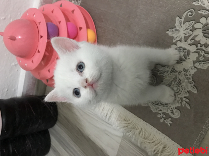 British Shorthair, Kedi  British fotoğrafı
