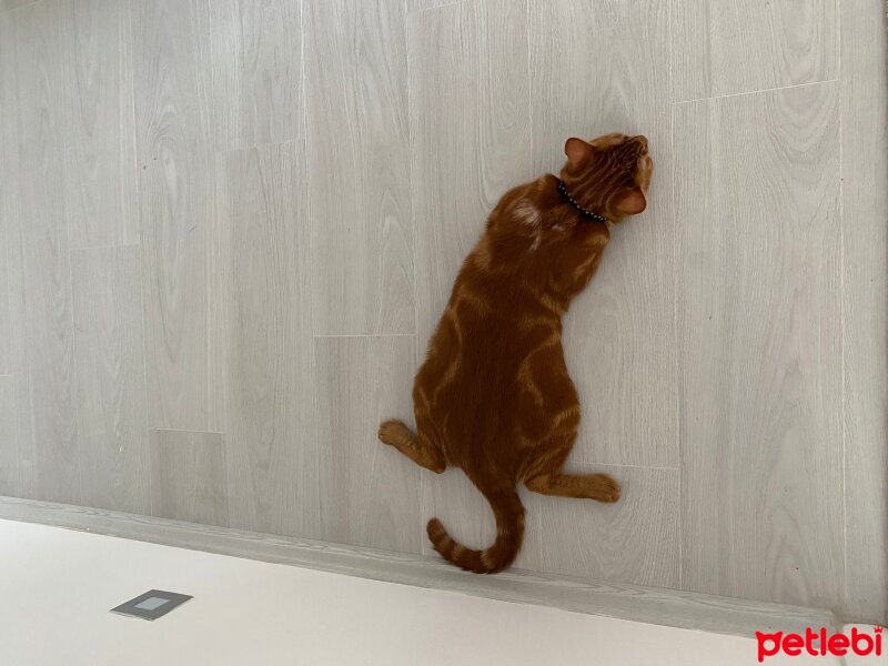 Sarman, Kedi  Ginger fotoğrafı