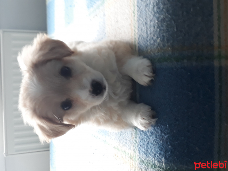 İskoç Terrier, Köpek  Maya fotoğrafı
