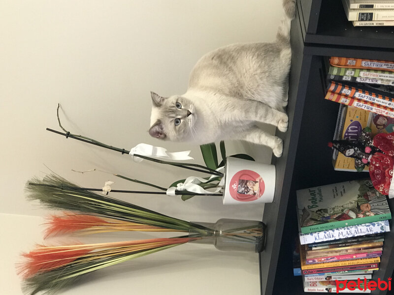 British Shorthair, Kedi  Venüs fotoğrafı