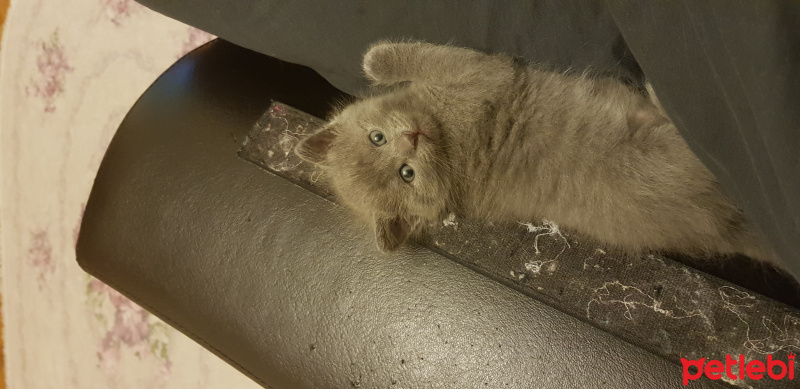 British Shorthair, Kedi  Gumusum fotoğrafı