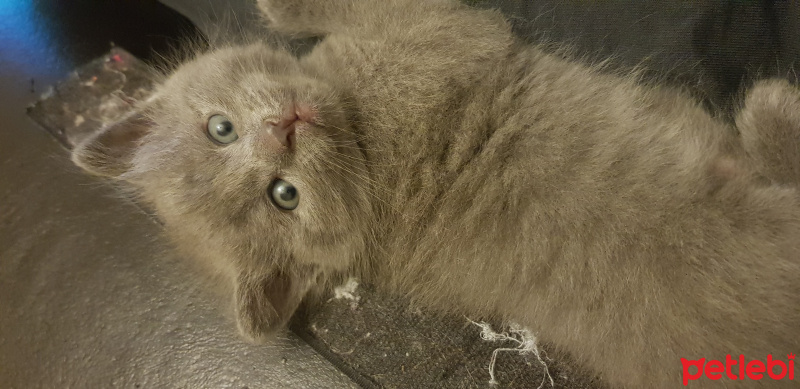 British Shorthair, Kedi  Gumusum fotoğrafı