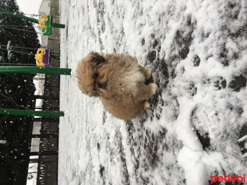 Pekingese, Köpek  Max fotoğrafı