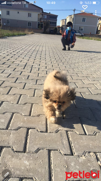 Pekingese, Köpek  Max fotoğrafı