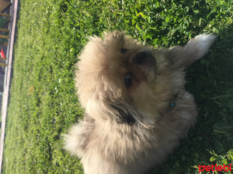 Pekingese, Köpek  Max fotoğrafı