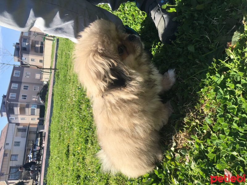 Pekingese, Köpek  Max fotoğrafı