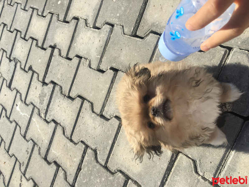 Pekingese, Köpek  Max fotoğrafı