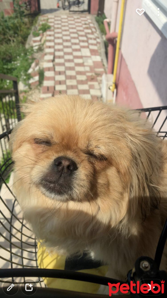 Pekingese, Köpek  Max fotoğrafı