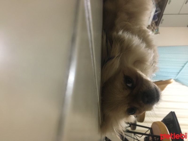 Pekingese, Köpek  Max fotoğrafı