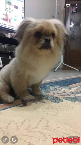 Pekingese, Köpek  Max fotoğrafı