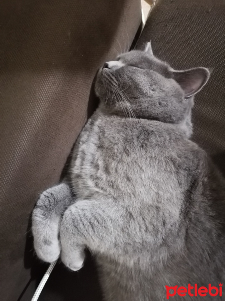 British Shorthair, Kedi  teddy fotoğrafı