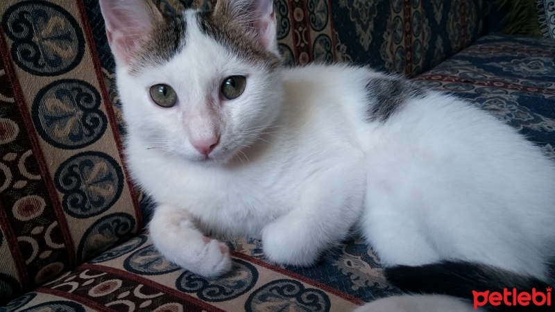 Tekir Kedi, Kedi  Pamuk  fotoğrafı