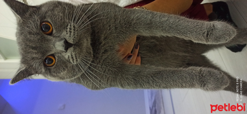 British Shorthair, Kedi  Duman fotoğrafı