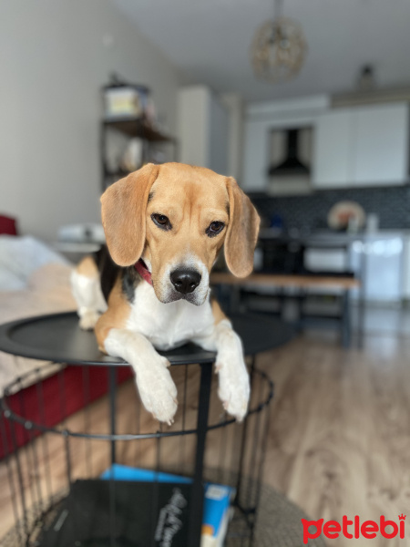 Beagle, Köpek  Rex fotoğrafı