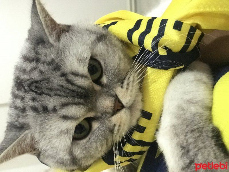 British Shorthair, Kedi  duman fotoğrafı